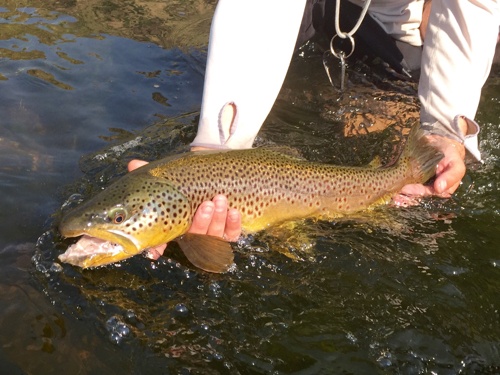 Five ways creating a great content strategy is like fly fishing in Montana